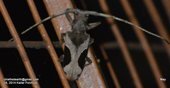 Paraleprodera triangularis