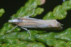 Catoptria latiradiellus