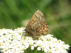 Callophrys niphon