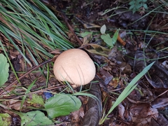 Calvatia boninensis
