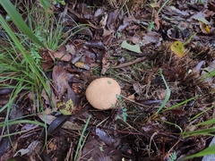 Calvatia boninensis