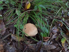 Calvatia boninensis