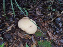 Calvatia boninensis