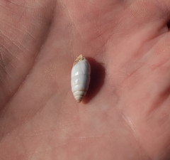 Brephulopsis cylindrica