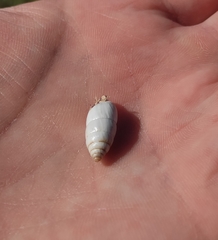 Brephulopsis cylindrica