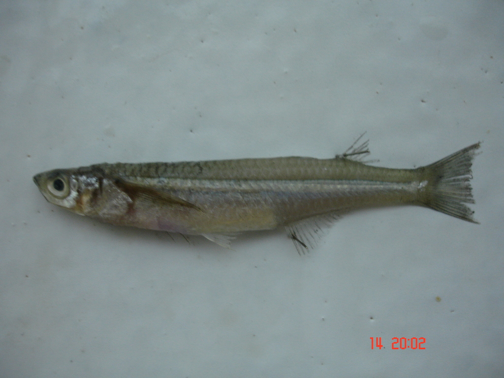 Sawvomer silverside (Atherinella serrivomer) — Atherinopsidae