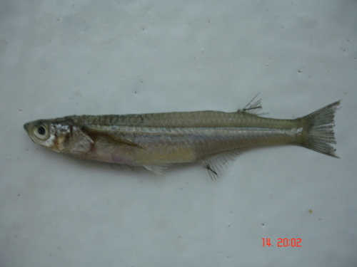Sawvomer silverside (Atherinella serrivomer) — Atherinopsidae