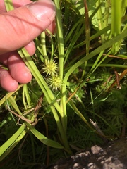 Sparganium emersum