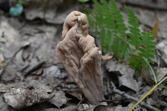 Clavariadelphus americanus