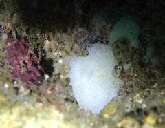 Clathrina coriacea