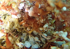 Distaplia occidentalis