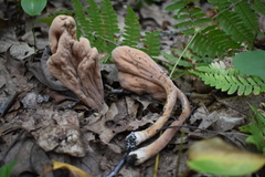 Clavariadelphus americanus