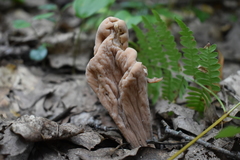 Clavariadelphus americanus