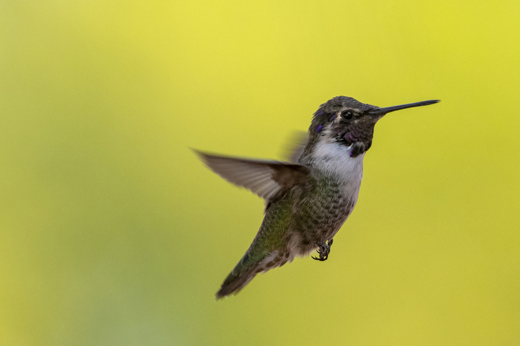 Costa's Hummingbird from Henderson Bird Viewing Preserve, Henderson, NV ...