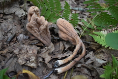 Clavariadelphus americanus