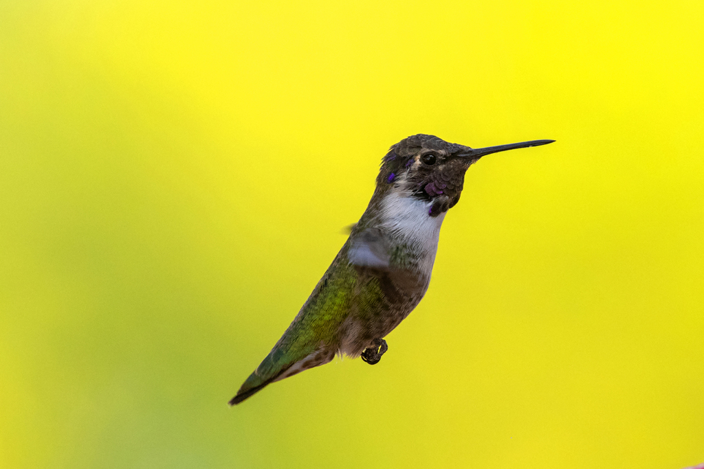 Costa's Hummingbird from Henderson Bird Viewing Preserve, Henderson, NV ...