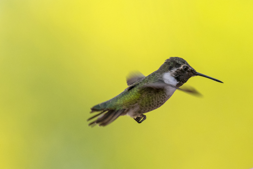 Costa's Hummingbird from Henderson Bird Viewing Preserve, Henderson, NV ...