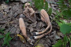 Clavariadelphus americanus