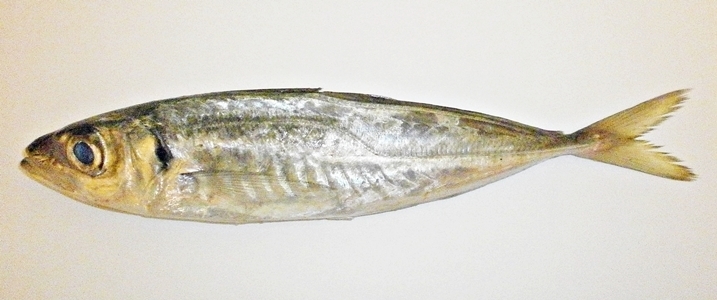 Mediterranean Horse Mackerel