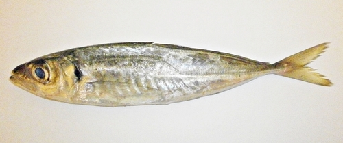 Mediterranean Horse Mackerel