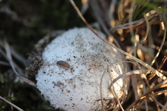 Leucocoprinus brebissonii