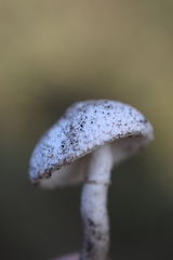 Leucocoprinus brebissonii