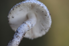 Leucocoprinus brebissonii