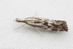 Catoptria oregonicus