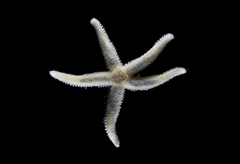 Neosmilaster