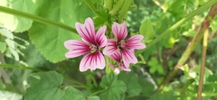 Malva sylvestris