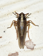 Tarophagus colocasiae