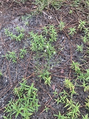 Symphyotrichum pilosum pilosum