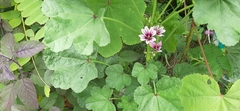 Malva sylvestris