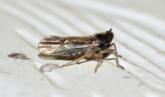 Tarophagus colocasiae