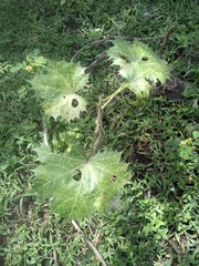 Cnidoscolus angustidens