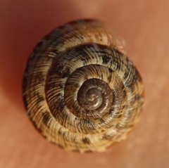 Cernuella cisalpina