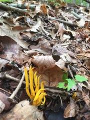 Clavulinopsis amoena