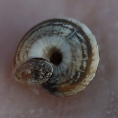 Cernuella cisalpina