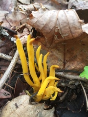 Clavulinopsis amoena