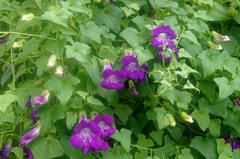 Maurandya barclayana