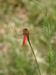 Sympetrum illotum