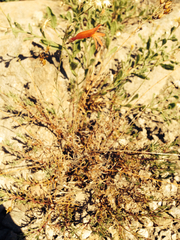 Penstemon pinifolius