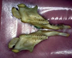 Microtus lusitanicus