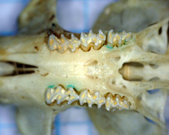 Microtus lusitanicus