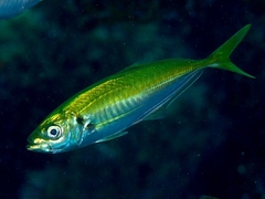 Japanese Jack Mackerel photo 2