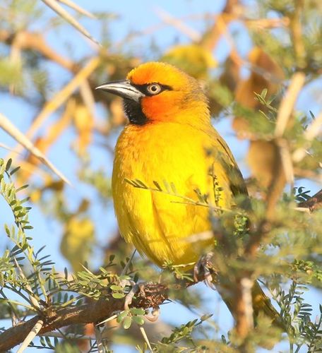 Southern Spectacled Weaver