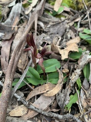 Chiloglottis × pescottiana