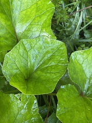 Tussilago farfara