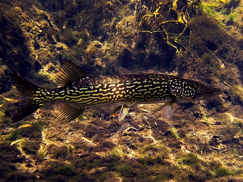 Chain Pickerel