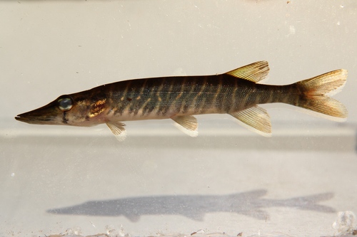Chain Pickerel